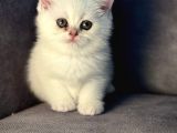 Bembeyaz Pamuk Gibi British Shorthair Yavrular