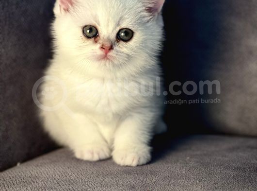 Bembeyaz Pamuk Gibi British Shorthair Yavrular görsel