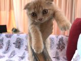 Sarı Scottish Fold Kızımız