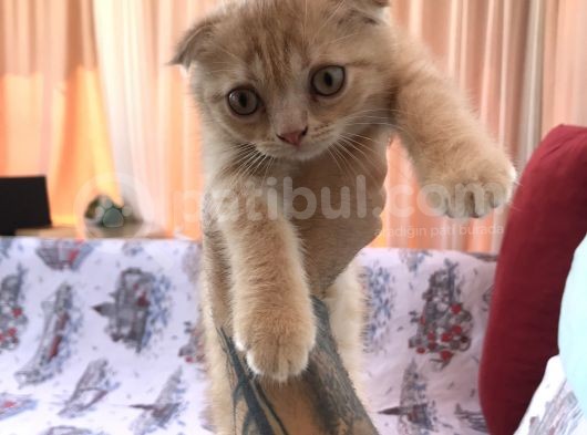 Sarı Scottish Fold Kızımız