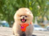 Teddy Face Pomeranian Boo Bebekler