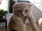 Sarı Scottish Fold Kızımız