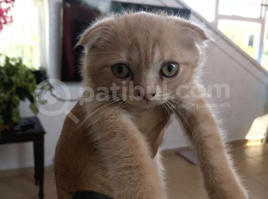 Sarı Scottish Fold Kızımız görsel