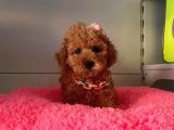 Orji̇nal Toy Poodle Yavrular