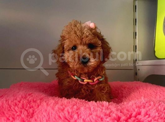 Orji̇nal Toy Poodle Yavrular görsel