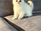 Bembeyaz Pamuk Gibi British Shorthair Yavrular