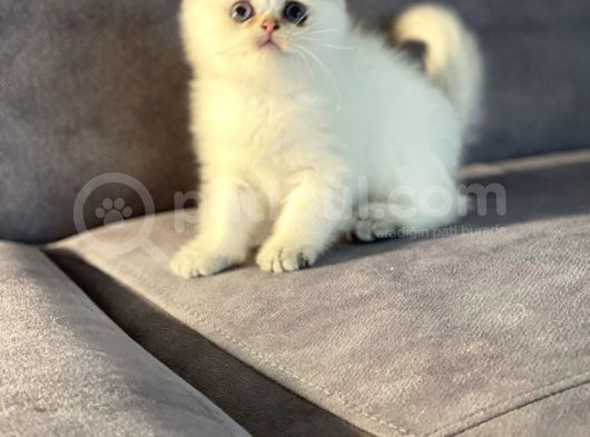 Bembeyaz Pamuk Gibi British Shorthair Yavrular görsel