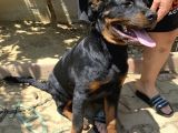 5 Aylık Macar Kafa Erkek Rottweiler