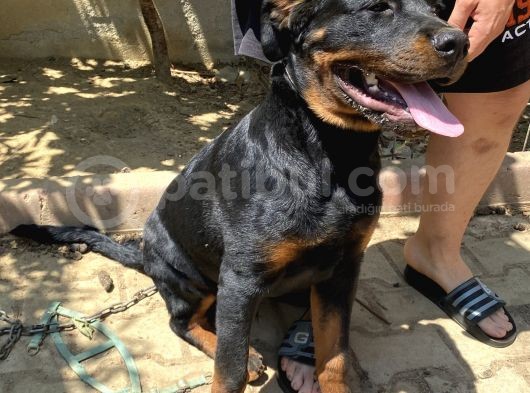 5 Aylık Macar Kafa Erkek Rottweiler görsel