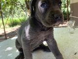 45 Günlük Cane Corso Yavrular