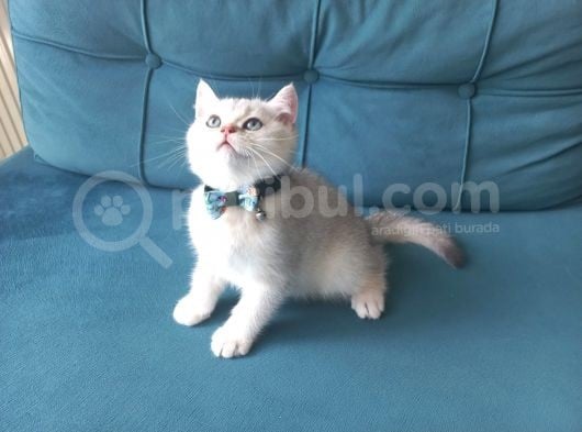 1 Di̇şi̇ 1 Erkek 2 Aylik British görsel