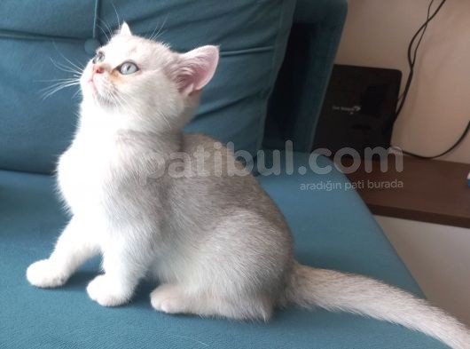 1 Di̇şi̇ 1 Erkek 2 Aylik British görsel