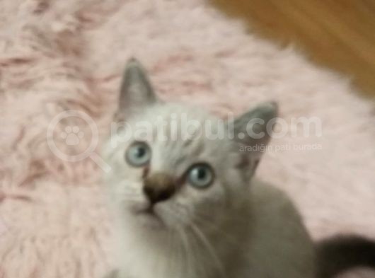 Bebegimize Yuva görsel