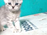 Silver Tabby Yavrular