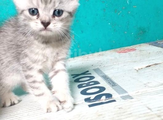 Silver Tabby Yavrular görsel