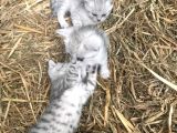 Silver Tabby Yavrular