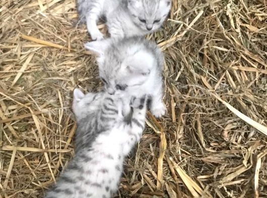 Silver Tabby Yavrular görsel