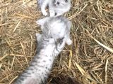Silver Tabby Yavrular