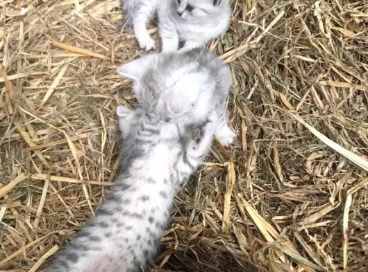 Silver Tabby Yavrular görsel