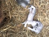 Silver Tabby Yavrular