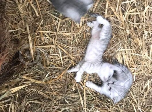 Silver Tabby Yavrular görsel