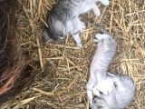 Silver Tabby Yavrular