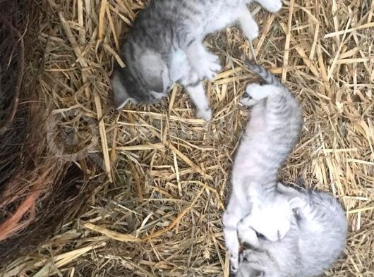 Silver Tabby Yavrular