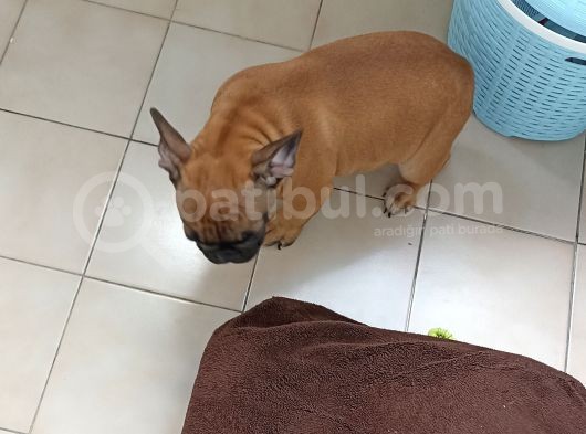 A Secereli Fawn Erkek 5 Aylık