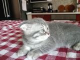 Scottish Fold Yavrumuza Aile Arıyoruz