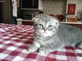 Scottish Fold Yavrumuza Aile Arıyoruz