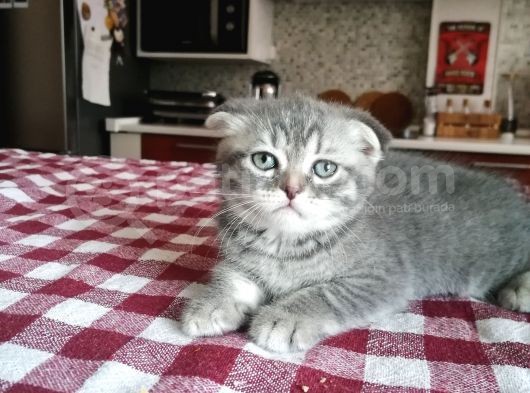 Scottish Fold Yavrumuza Aile Arıyoruz görsel