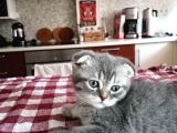 Scottish Fold Yavrumuza Aile Arıyoruz