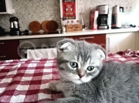 Scottish Fold Yavrumuza Aile Arıyoruz görsel