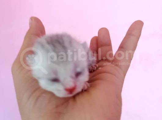 Bu Gün Doğdular görsel