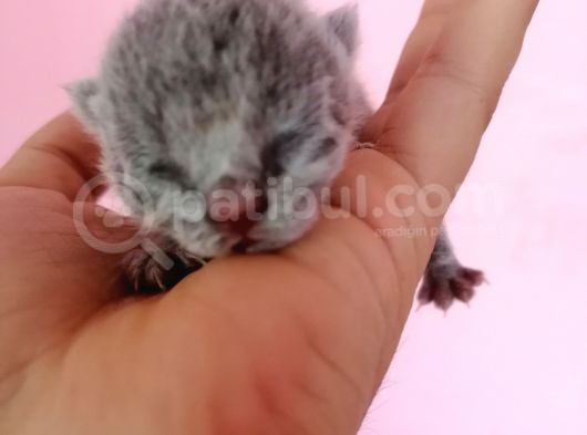 Bu Gün Doğdular görsel