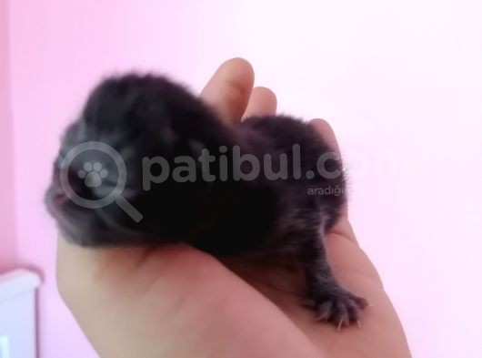 Bu Gün Doğdular