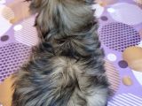 Üst Kalite Tüy Dökmeyen Basık Sıfır Burun Shihtzu Yavrularımız