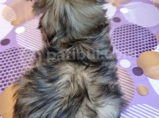 Üst Kalite Tüy Dökmeyen Basık Sıfır Burun Shihtzu Yavrularımız görsel