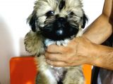 Üst Kalite Tüy Dökmeyen Basık Sıfır Burun Shihtzu Yavrularımız