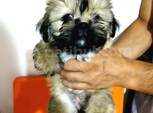 Üst Kalite Tüy Dökmeyen Basık Sıfır Burun Shihtzu Yavrularımız görsel