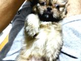 Üst Kalite Tüy Dökmeyen Basık Sıfır Burun Shihtzu Yavrularımız