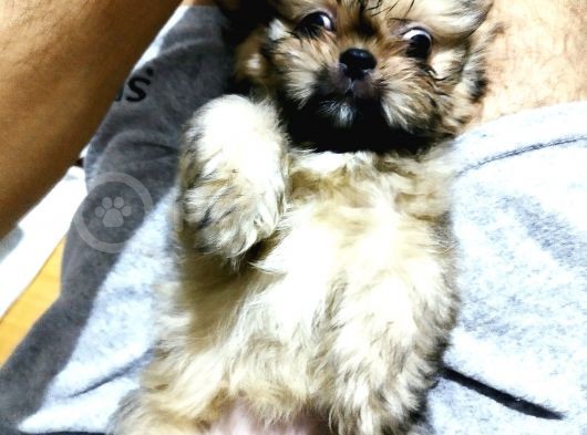 Üst Kalite Tüy Dökmeyen Basık Sıfır Burun Shihtzu Yavrularımız görsel