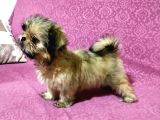 Üst Kalite Tüy Dökmeyen Basık Sıfır Burun Shihtzu Yavrularımız
