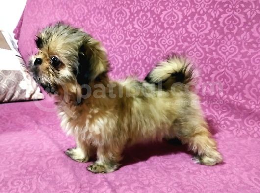 Üst Kalite Tüy Dökmeyen Basık Sıfır Burun Shihtzu Yavrularımız görsel