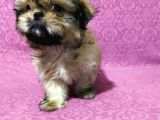 Üst Kalite Tüy Dökmeyen Basık Sıfır Burun Shihtzu Yavrularımız