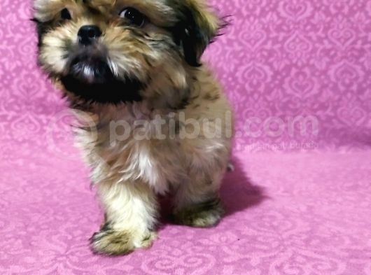 Üst Kalite Tüy Dökmeyen Basık Sıfır Burun Shihtzu Yavrularımız
