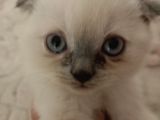 Scottish Fold Irkı Yavrularımız 2 Aylık Saf Kan