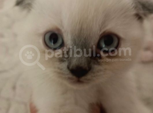 Scottish Fold Irkı Yavrularımız 2 Aylık Saf Kan görsel