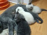 Scottish Fold Irkı Yavrularımız 2 Aylık Saf Kan