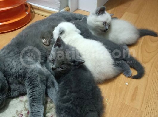 Scottish Fold Irkı Yavrularımız 2 Aylık Saf Kan görsel